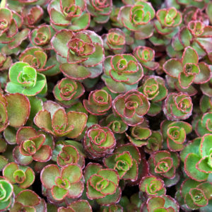 Sedum spurium ‘Dragon’s Blood