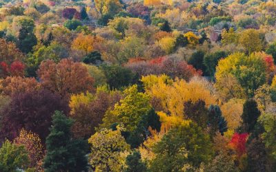 Why Seasonal Clean Up Is Important to Your Lawn in Boise & the Treasure Valley