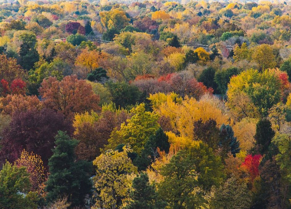 Why Seasonal Clean Up Is Important to Your Lawn in Boise & the Treasure Valley