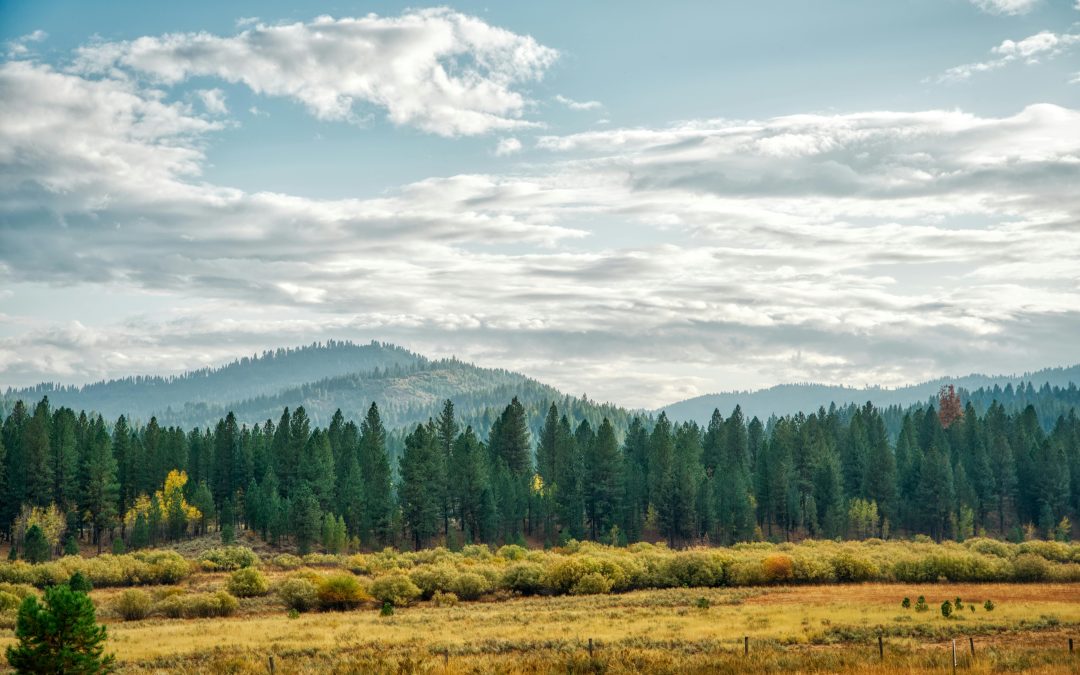 When to Start Lawn Care in Boise, Idaho: A Month-by-Month Guide