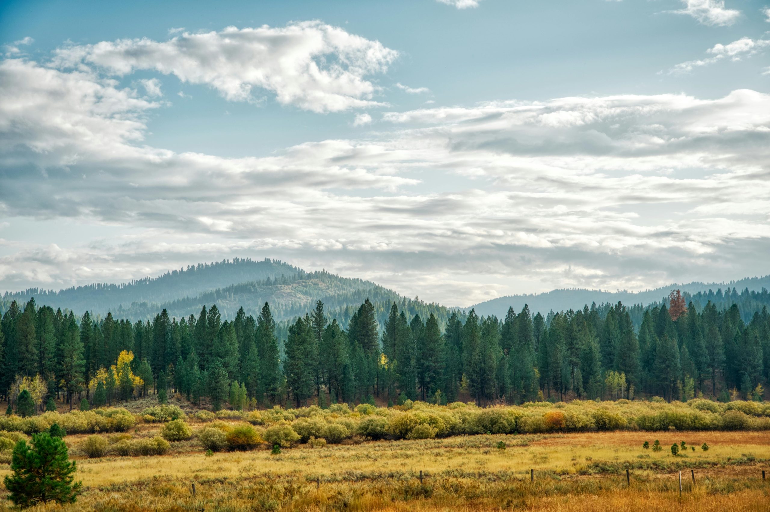 Idaho Beauty