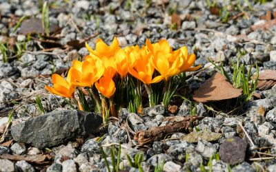 False Spring in Boise: What It Means for Your Lawn and Landscape