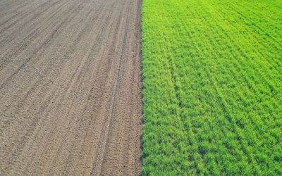 Sod Installation vs. Seeding in Boise: Which Is Right for Your Lawn?