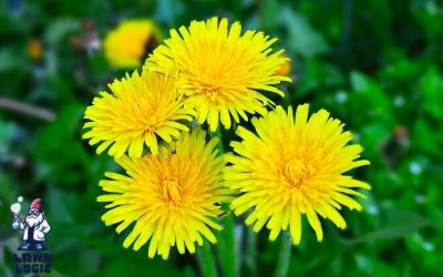 Boise Broadleaf Weed Control: How to Get Rid of Lawn Weeds Without Damaging Your Grass